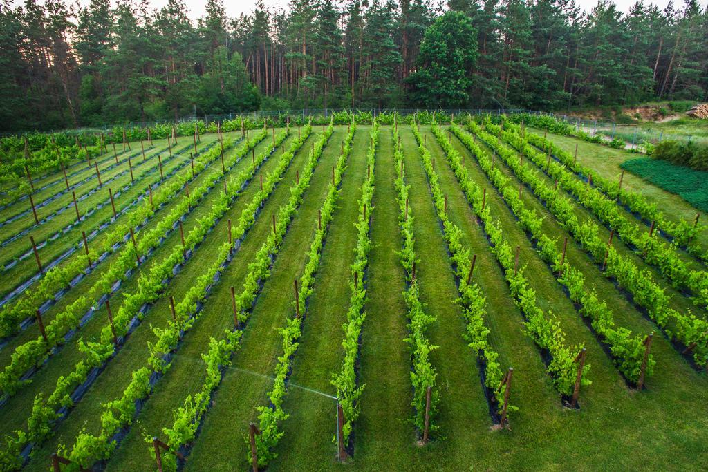 Warminska Winnica Barczewo Exteriör bild